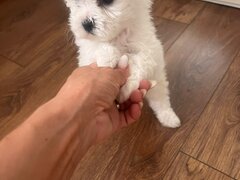 Vand pui de Bichon