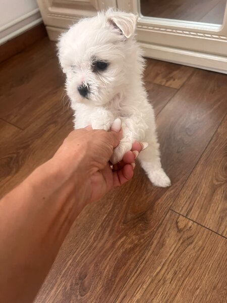 Vand pui de Bichon