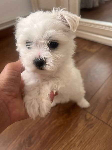 Vand pui de Bichon