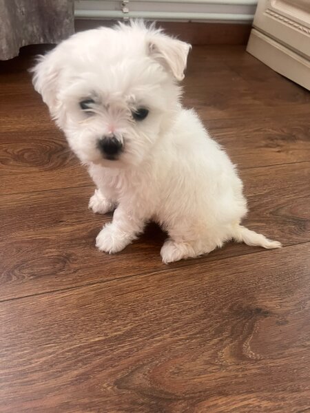 Vand pui de Bichon