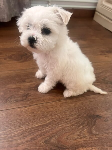 Vand pui de Bichon