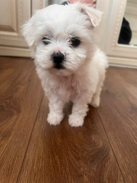 Vand pui de Bichon