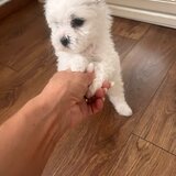 Vand pui de Bichon