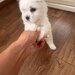 Vand pui de Bichon