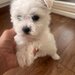 Vand pui de Bichon