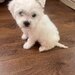 Vand pui de Bichon