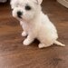 Vand pui de Bichon