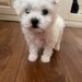 Vand pui de Bichon